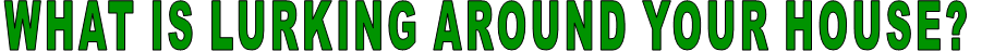 WHAT IS LURKING AROUND YOUR HOUSE?