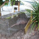 Armadillo Trapping And Removal